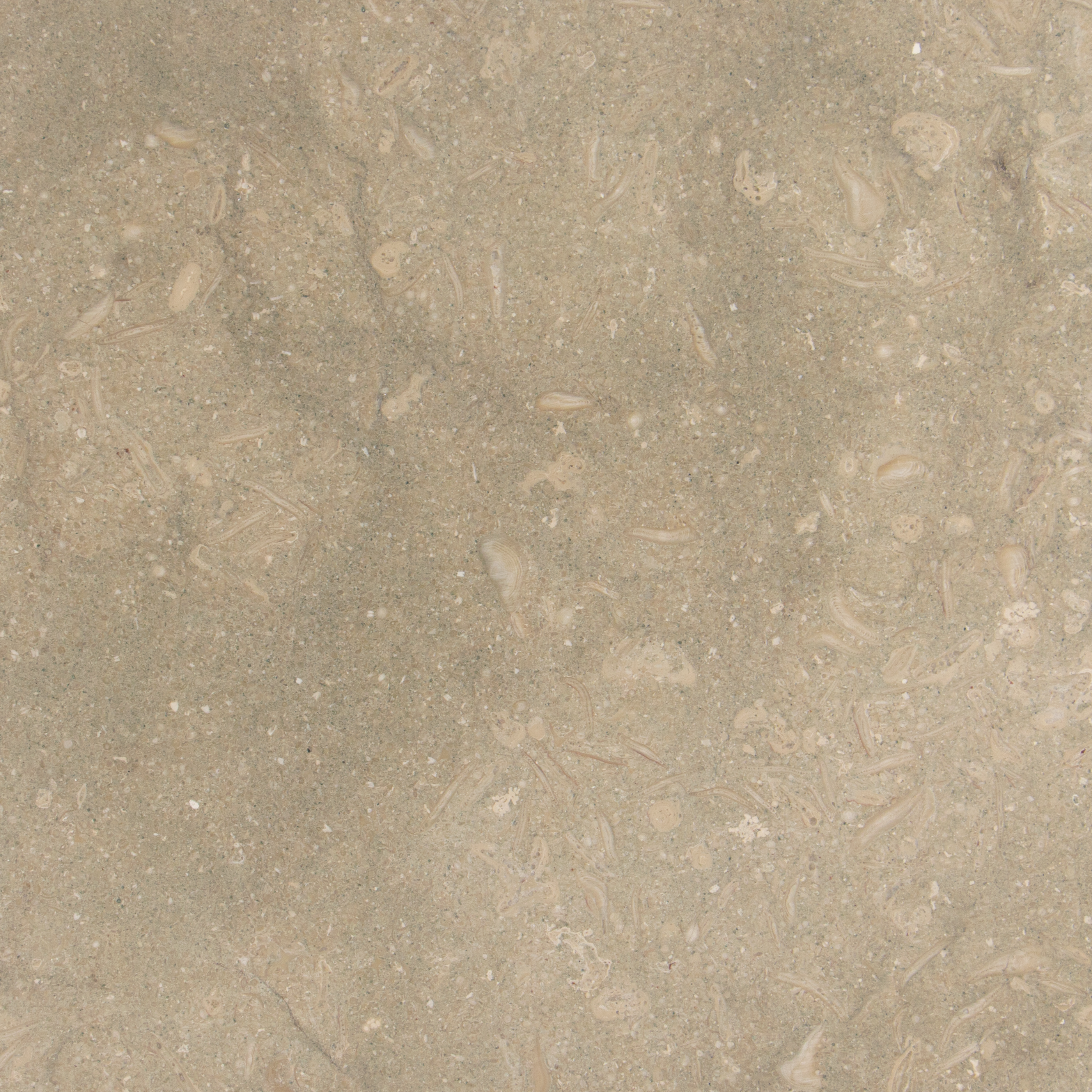 Seagrass Limestone Floor and Wall Tiles Honed / 18" x 18" - DW TILE & STONE - Atlanta Marble Natural Stone Wholesale Stone Supplier